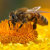 蜂花说悦